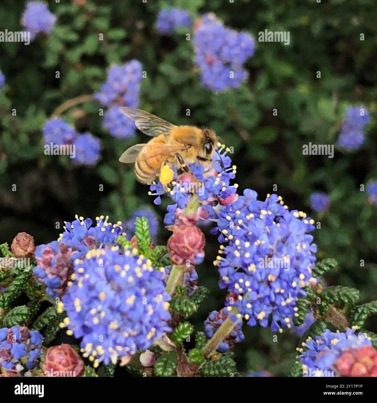 Western Honey Bee (Apis mellifera) Insecta Stock Photo - Alamy