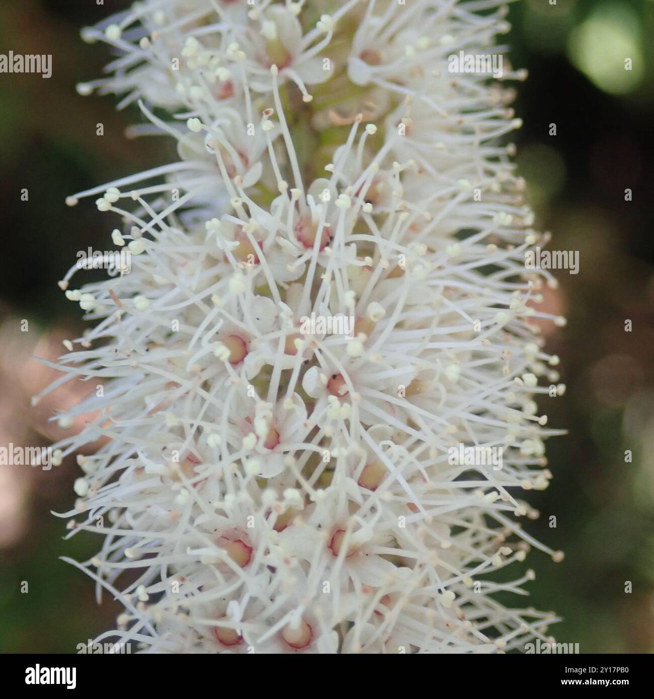 butterspoon tree (Cunonia capensis) Plantae Stock Photo - Alamy