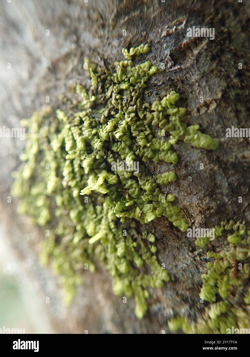 Flat-leaved Scalewort (Radula complanata) Plantae Stock Photo