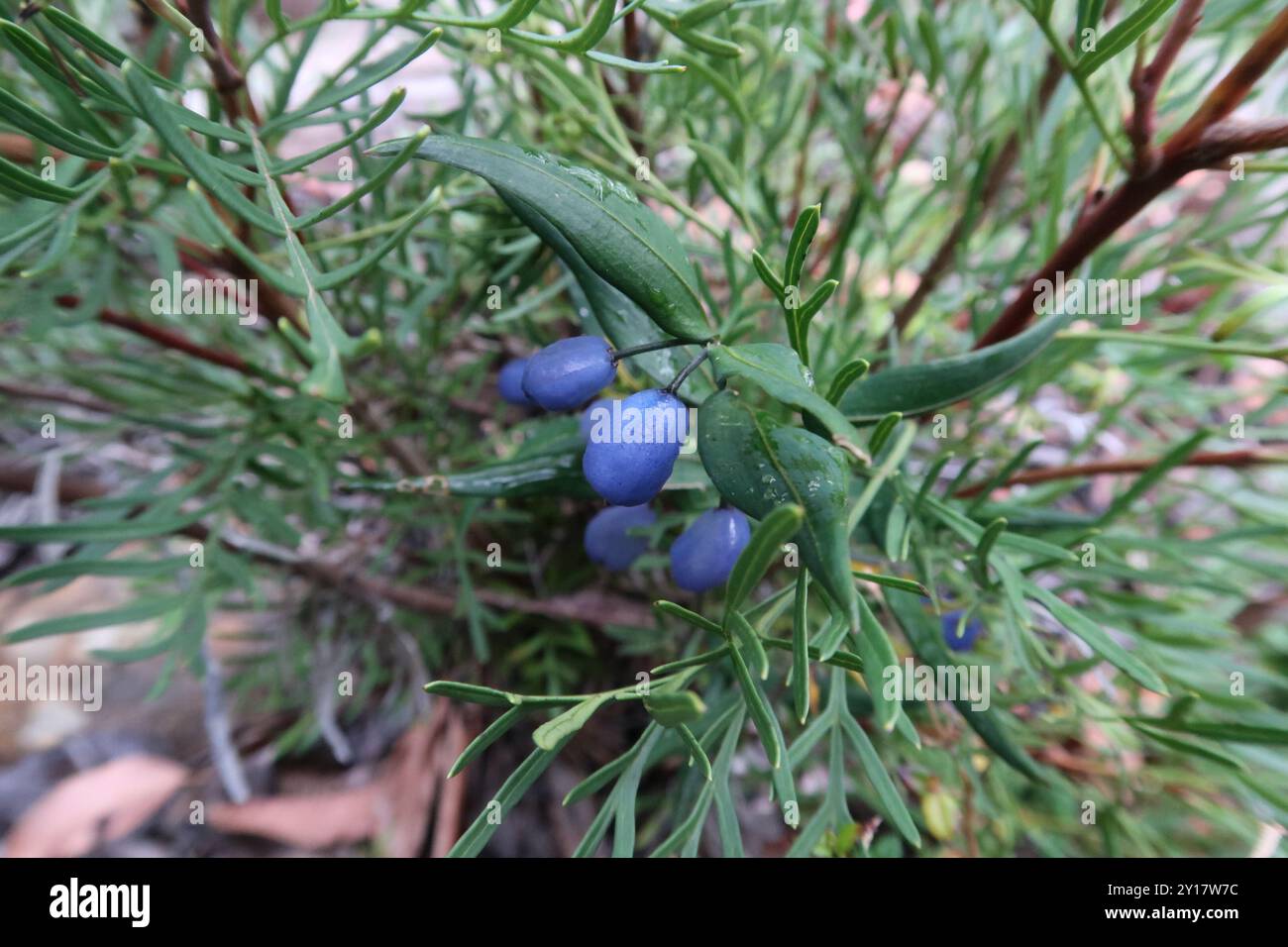 Turquoise Berry Turquoise Berry (Drymophila cyanocarpa) Plantae Stock Photo - Alamy