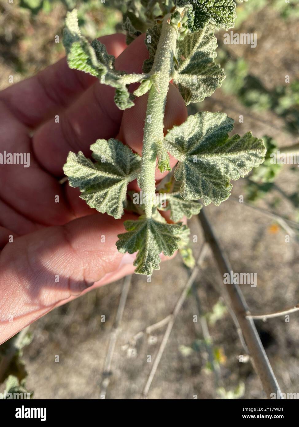 Bush Mallow southern coastal bushmallow (Malacothamnus fasciculatus) Plantae Stock ...