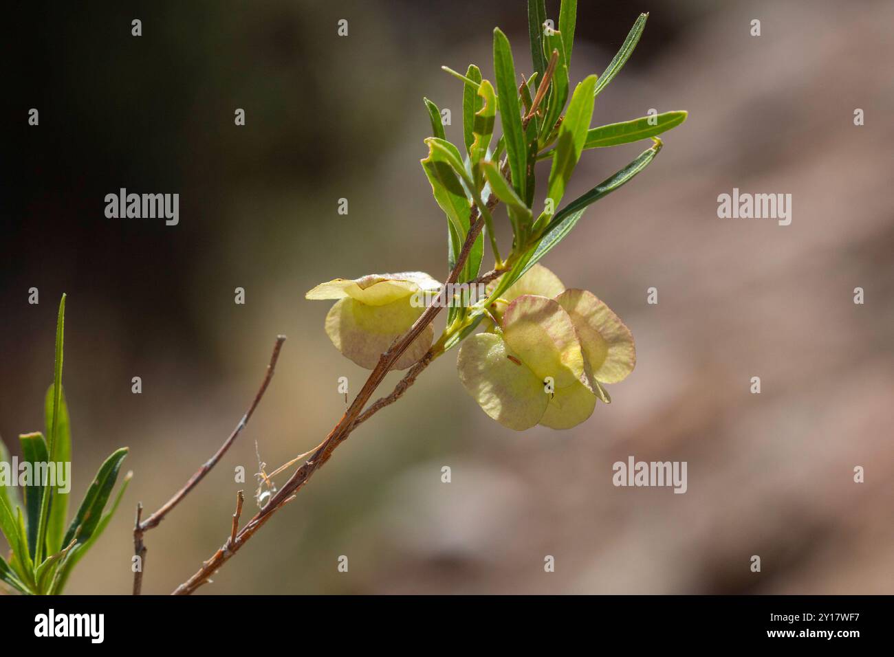 Akeake (Dodonaea viscosa) Plantae Stock Photo - Alamy