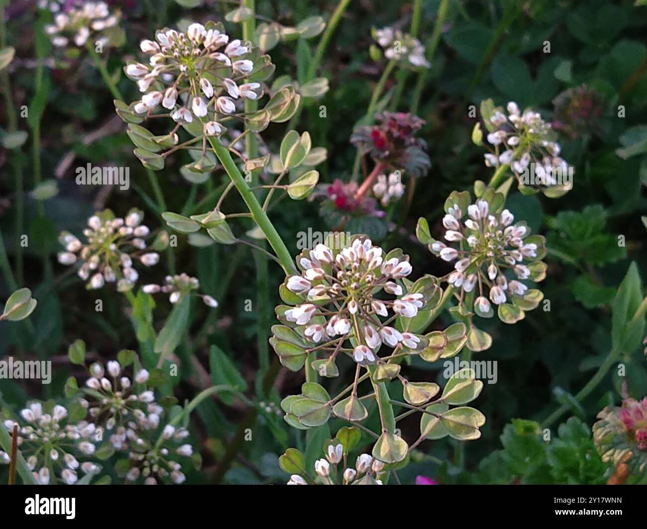Perfoliate Pennycress (Noccaea perfoliata) Plantae Stock Photo Alamy