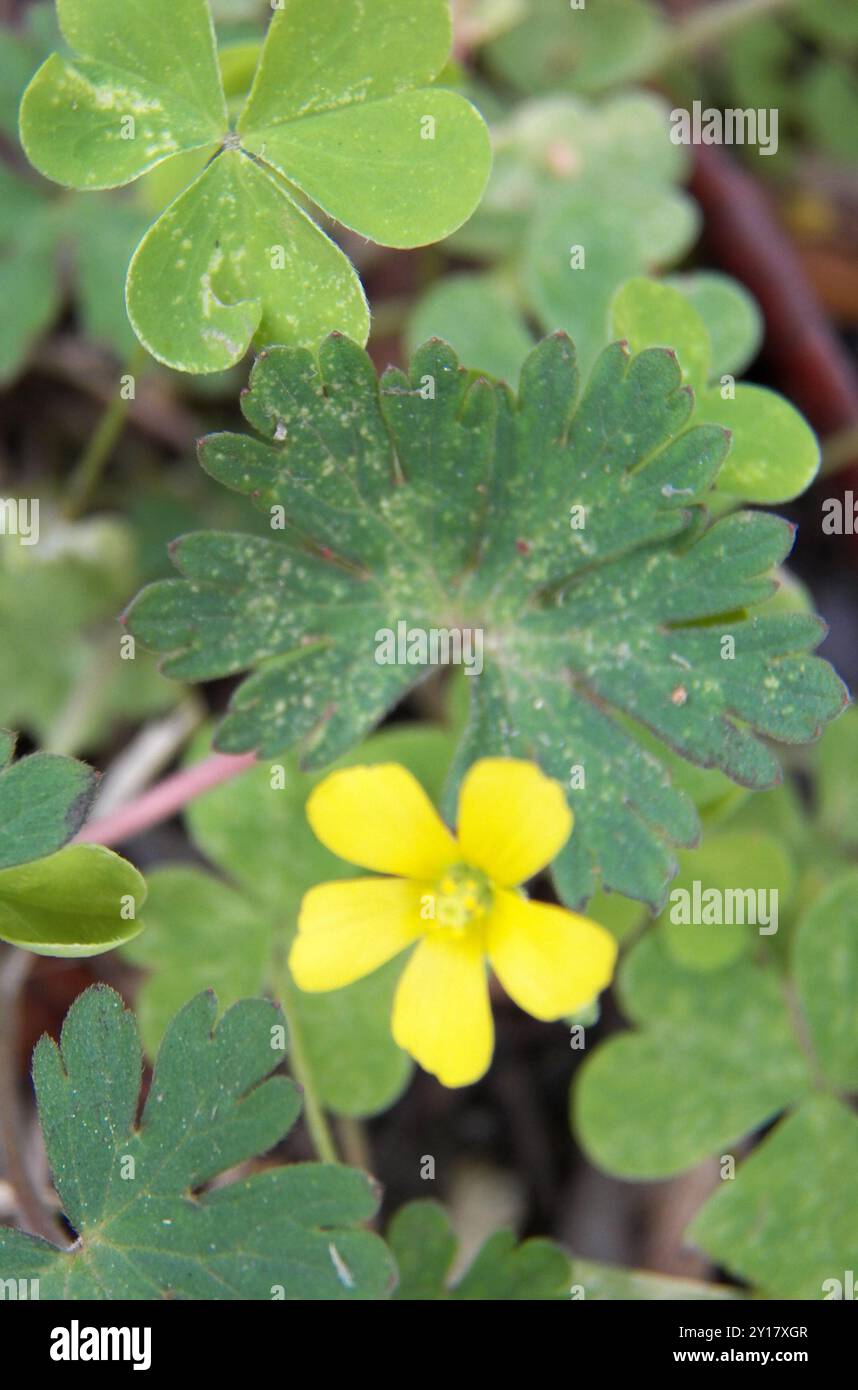 Creeping Woodsorrel Oxalis Corniculata Plantae Stock Photo Alamy