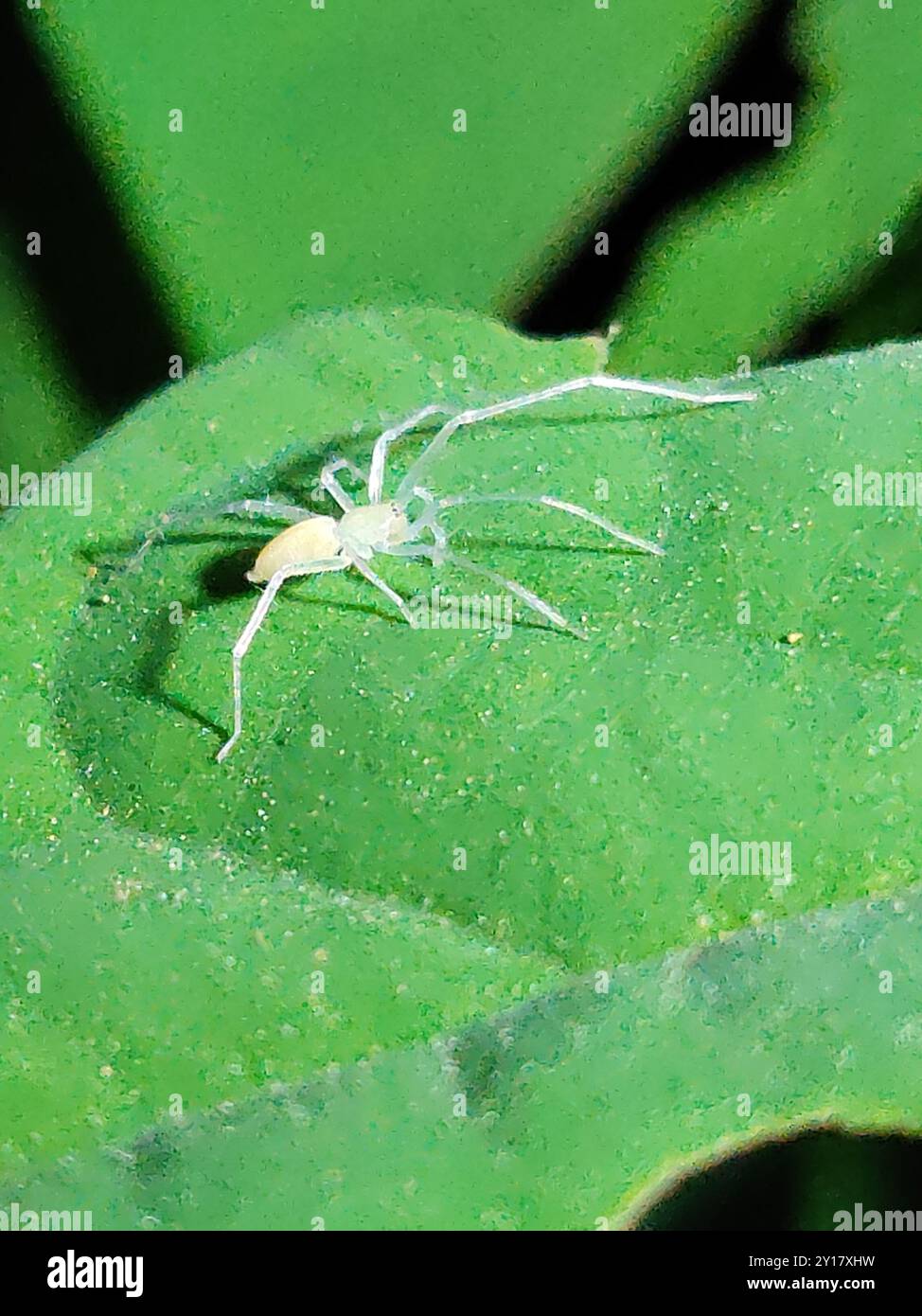 (Wulfila) Arachnida Stock Photo