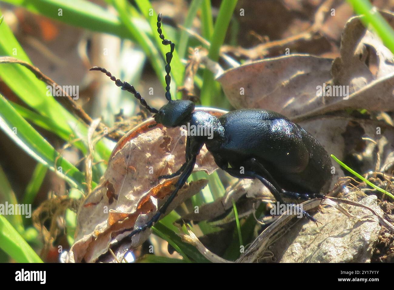 Violet Insect Violet Oil Beetle (Meloe violaceus) Insecta Stock Photo - Alamy