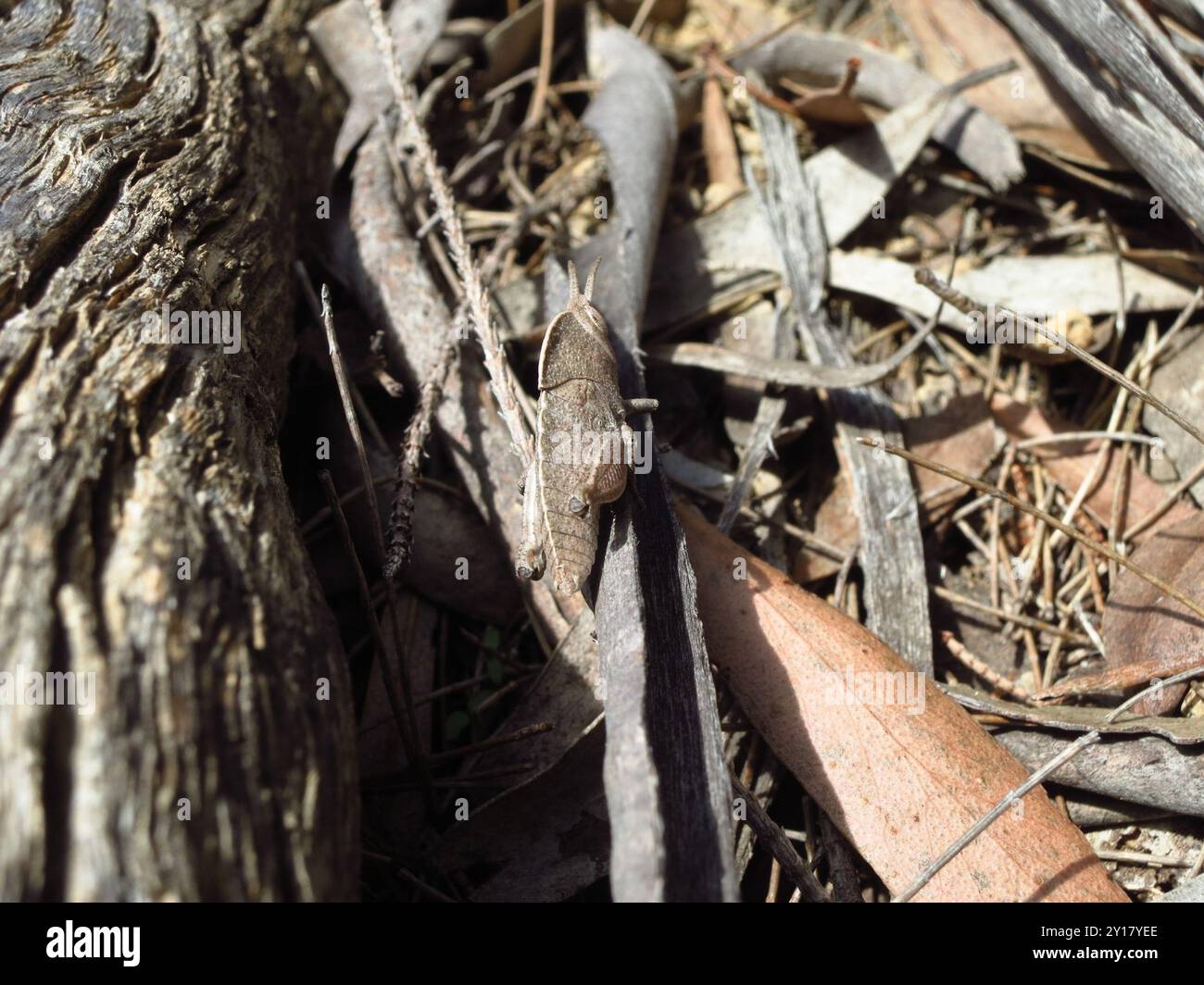 Common Gumleaf Grasshopper (Goniaea australasiae) Insecta Stock Photo ...