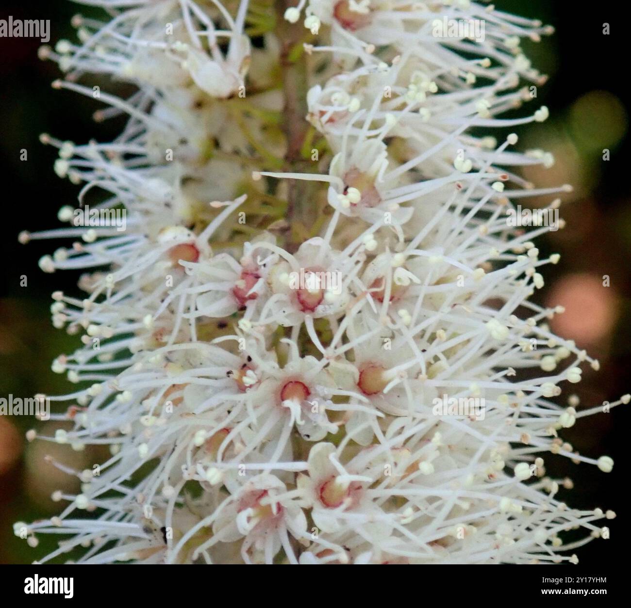 butterspoon tree (Cunonia capensis) Plantae Stock Photo - Alamy