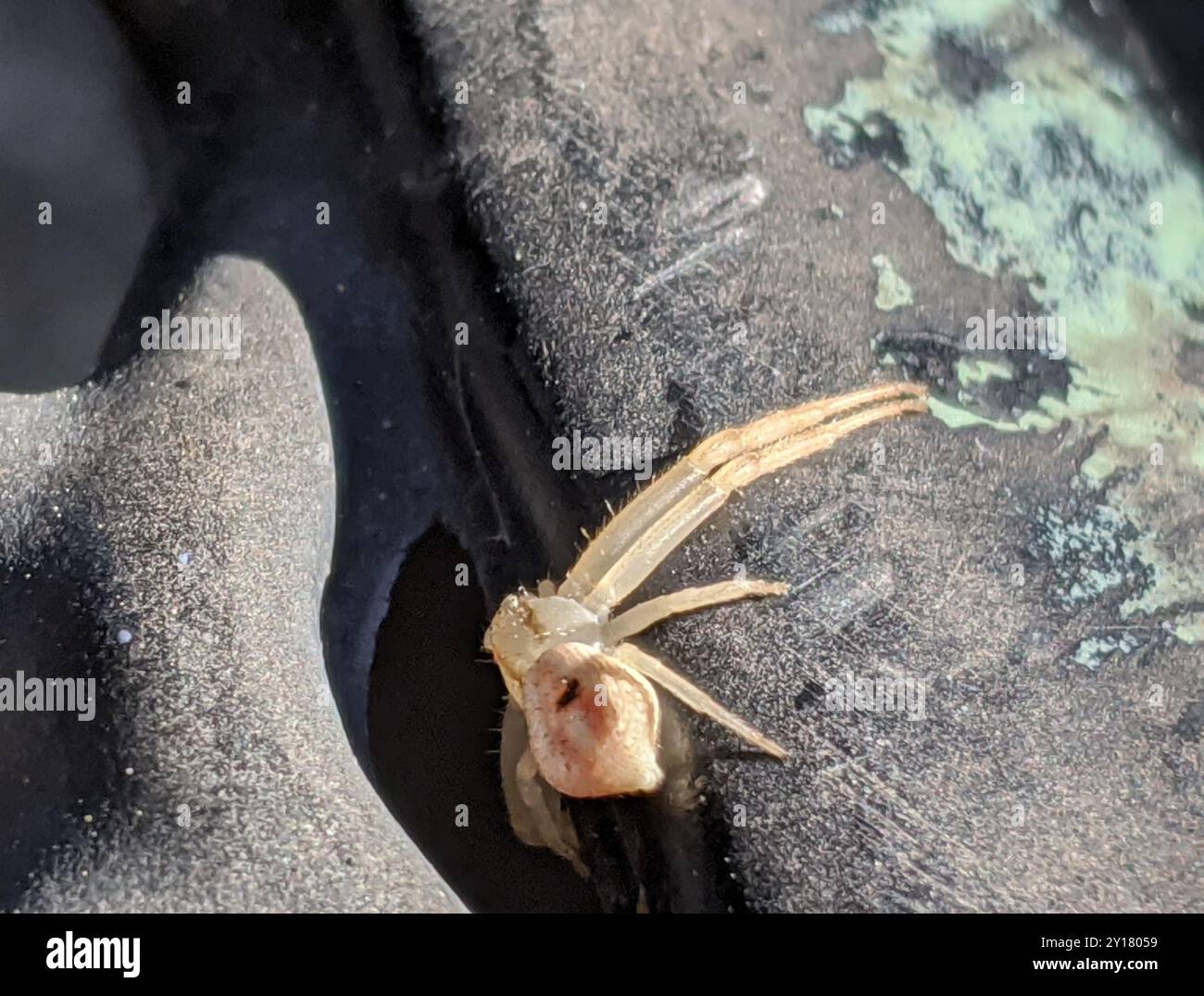 Crab Spiders (Thomisidae) Arachnida Stock Photo - Alamy
