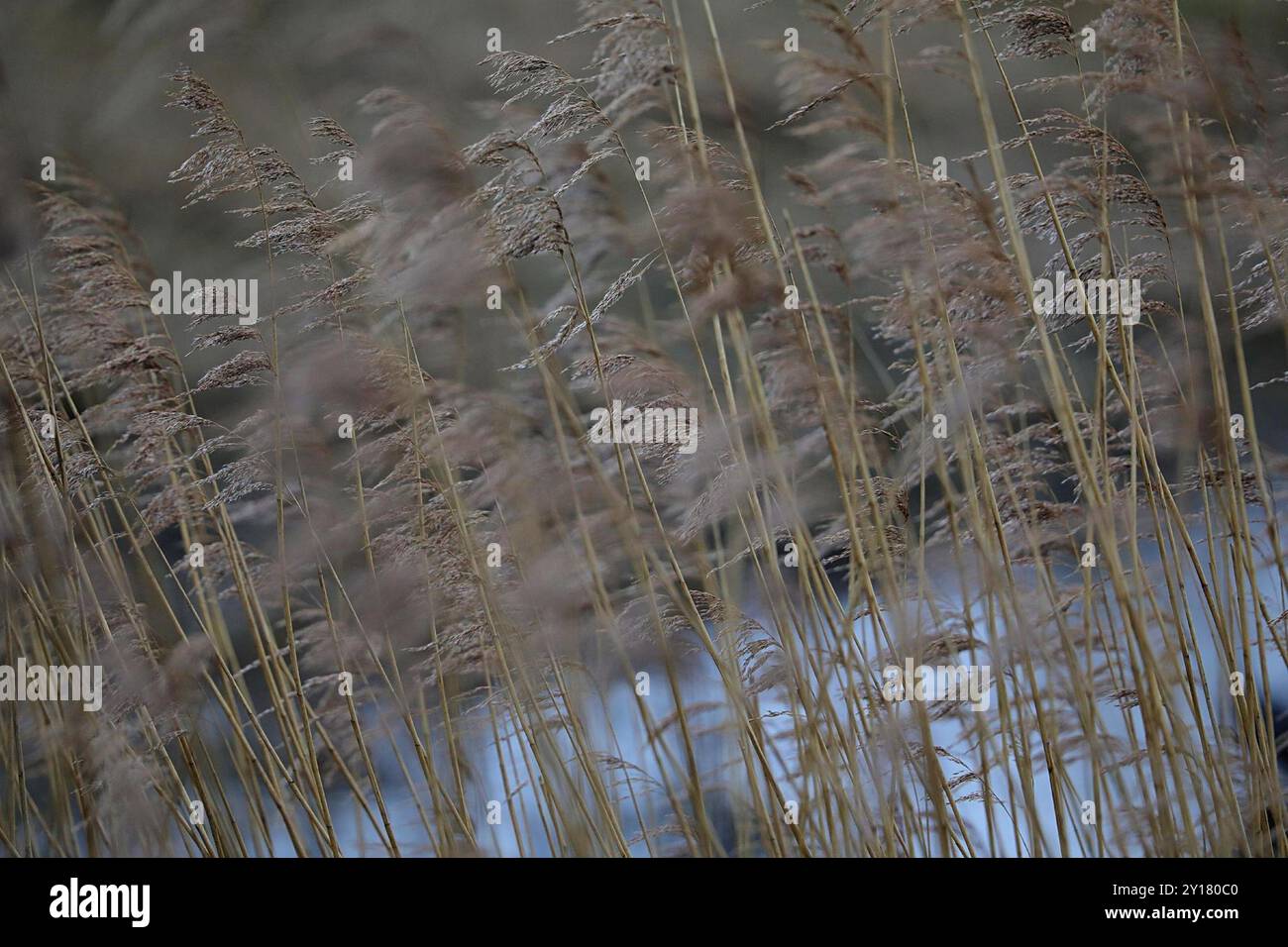 European reed (Phragmites australis australis) Plantae Stock Photo - Alamy