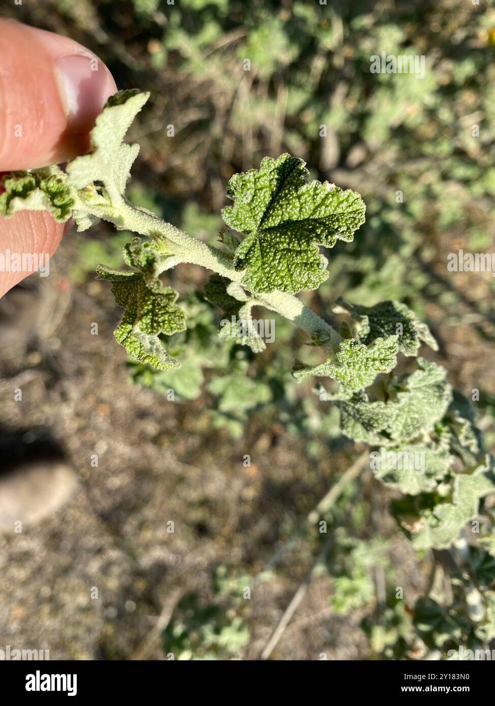 Bush Mallow southern coastal bushmallow (Malacothamnus fasciculatus) Plantae Stock ...