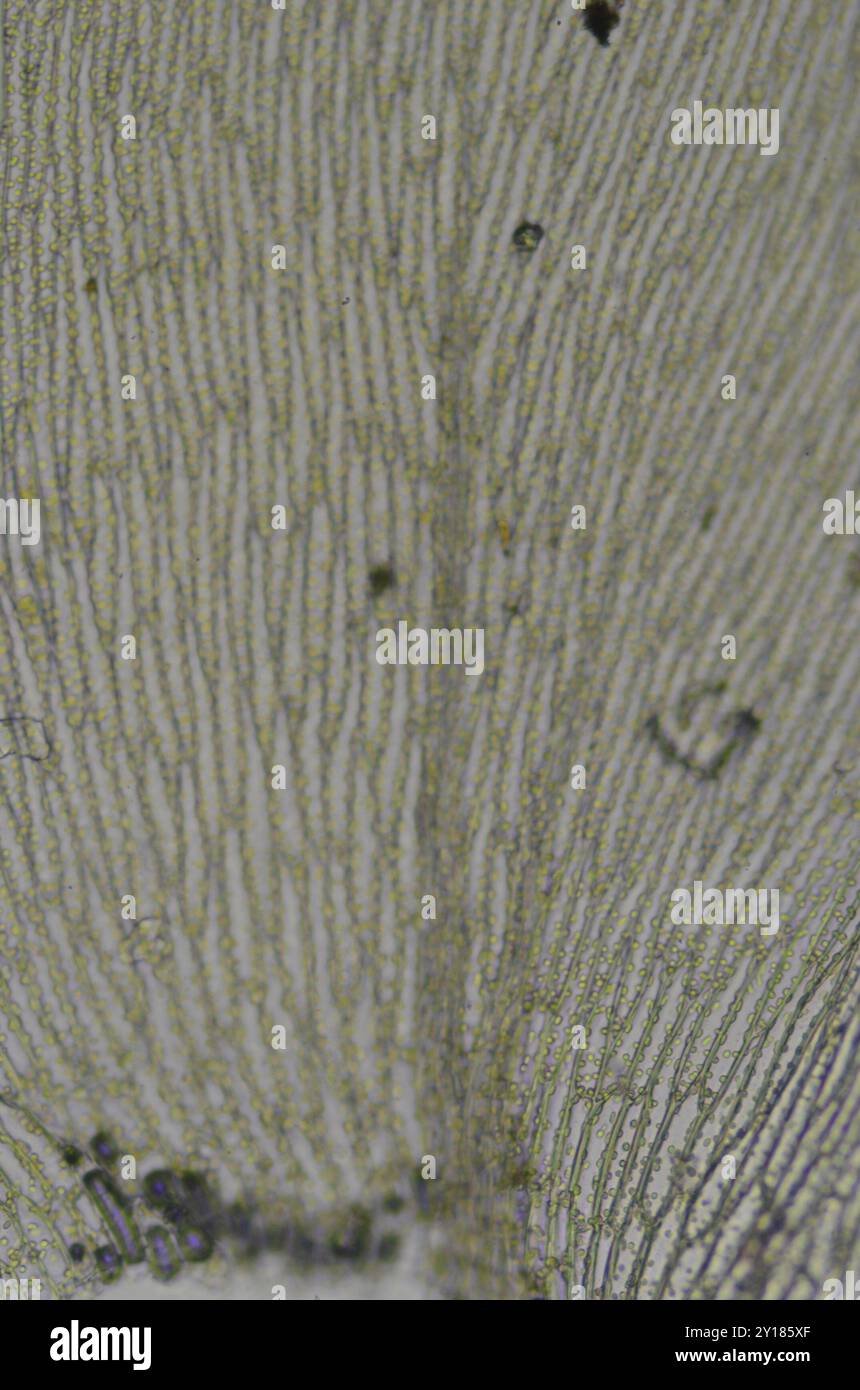 Toothed Plagiothecium Moss (Plagiothecium denticulatum) Plantae Stock ...