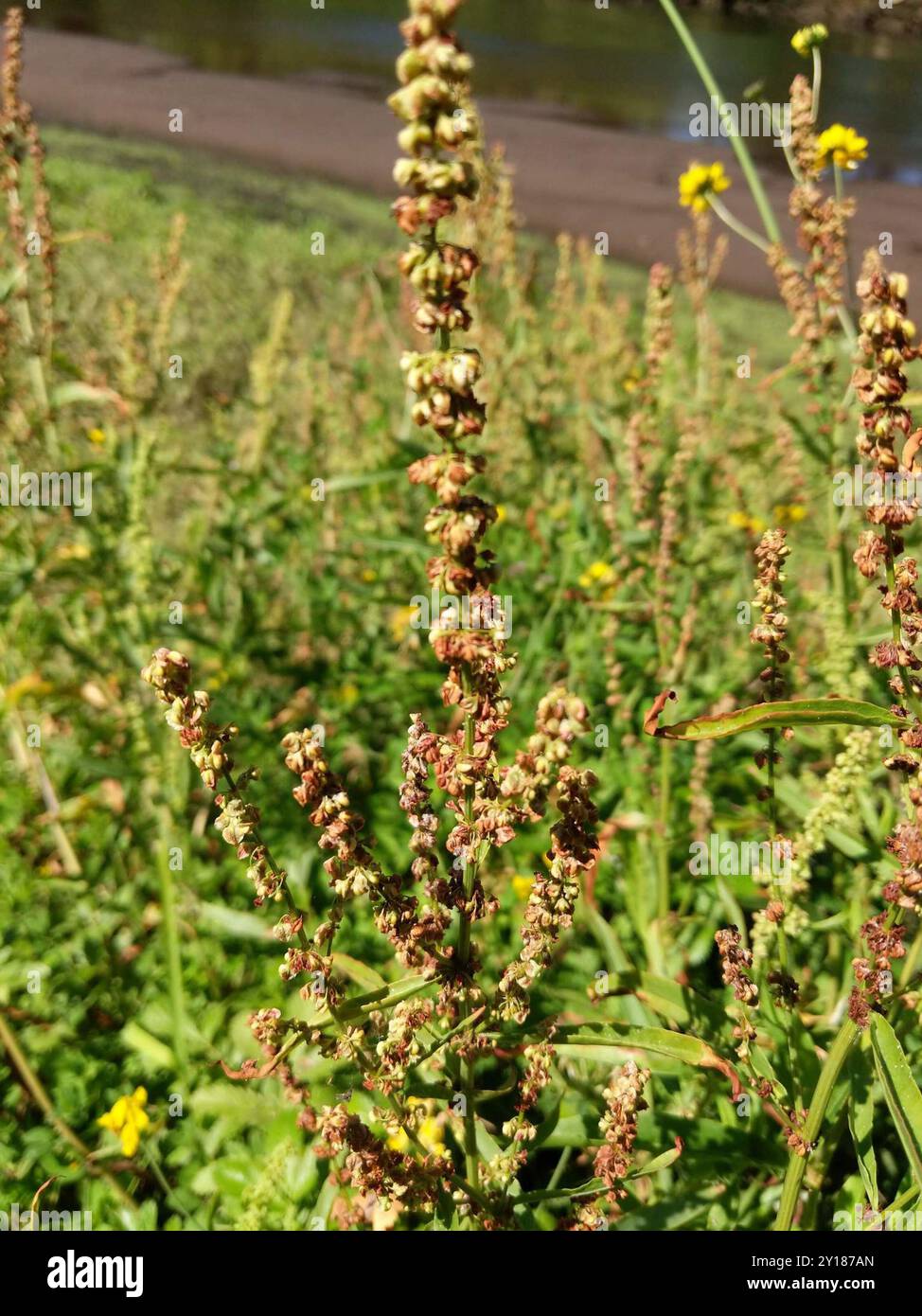 docks and sorrels (Rumex) Plantae Stock Photo - Alamy