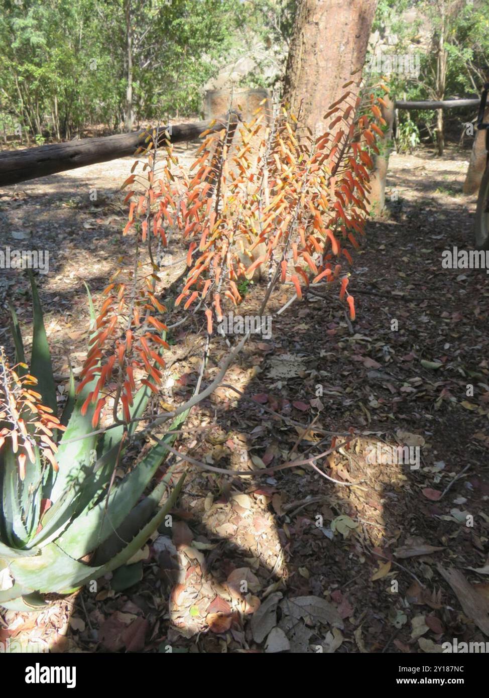 Dwala Aloe (Aloe chabaudii chabaudii) Plantae Stock Photo - Alamy