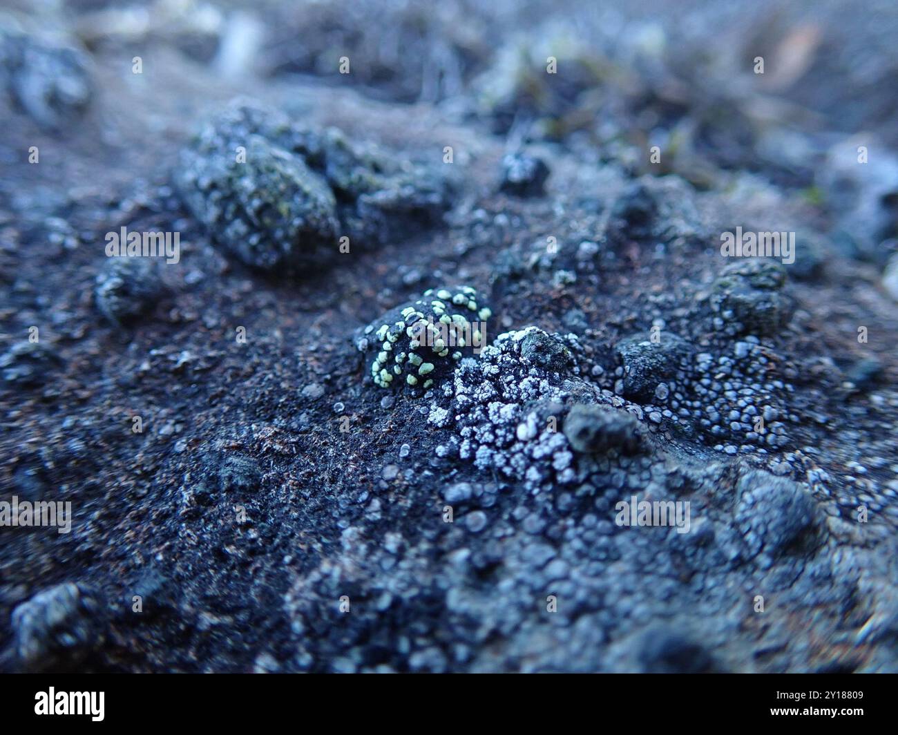 lemon map lichen (Rhizocarpon macrosporum) Fungi Stock Photo - Alamy