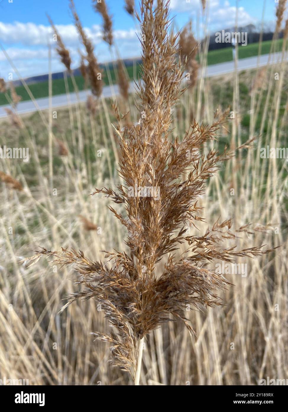 European reed (Phragmites australis australis) Plantae Stock Photo - Alamy