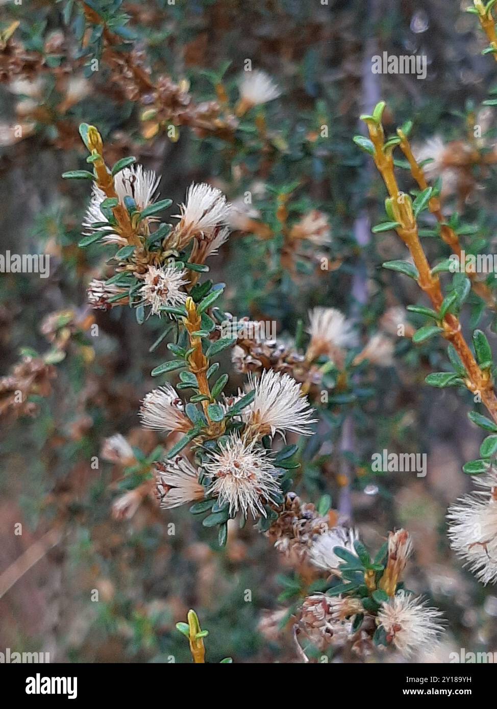 Coastal tree daisy (Olearia solandri) Plantae Stock Photo - Alamy