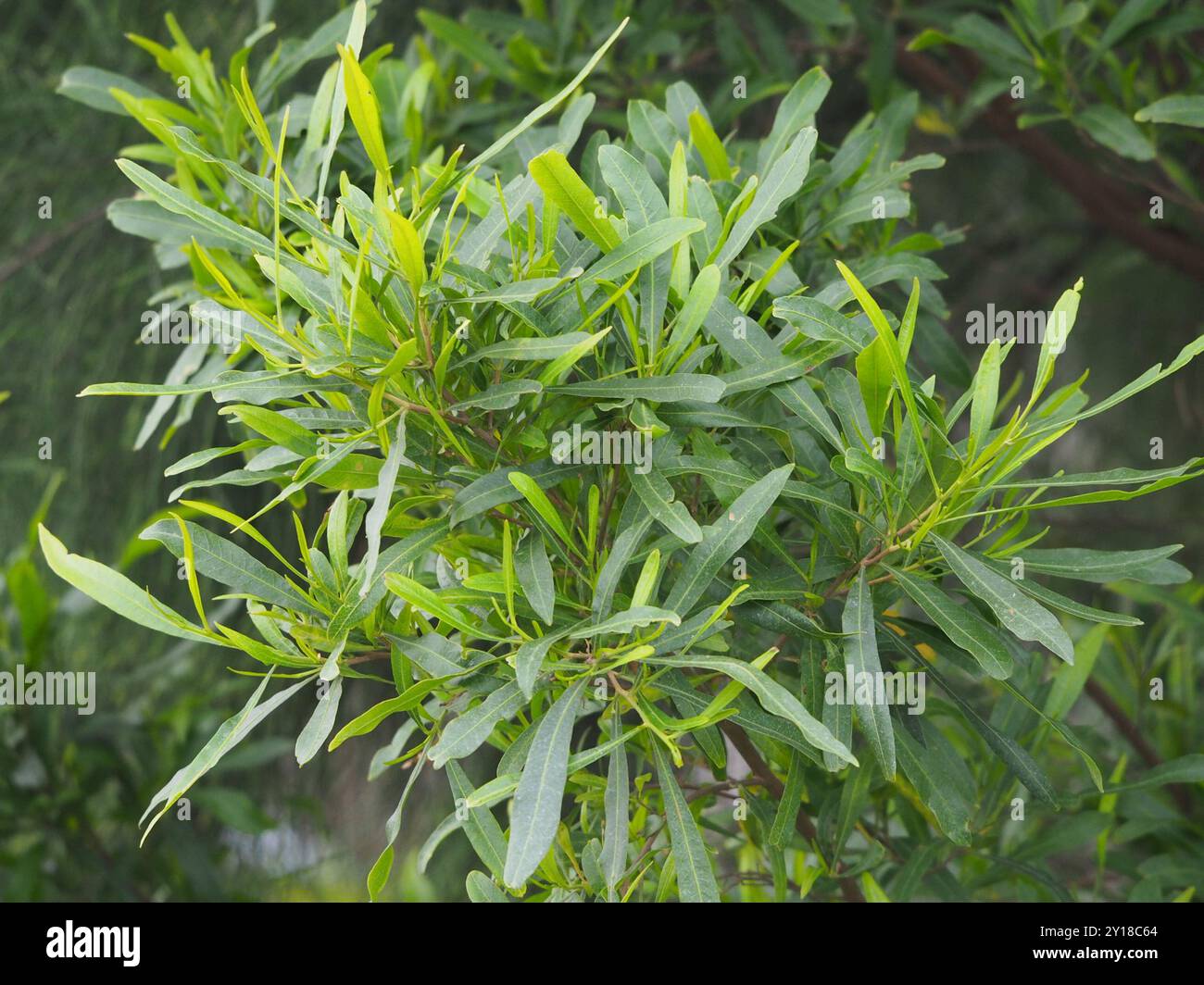 Akeake (Dodonaea viscosa) Plantae Stock Photo - Alamy