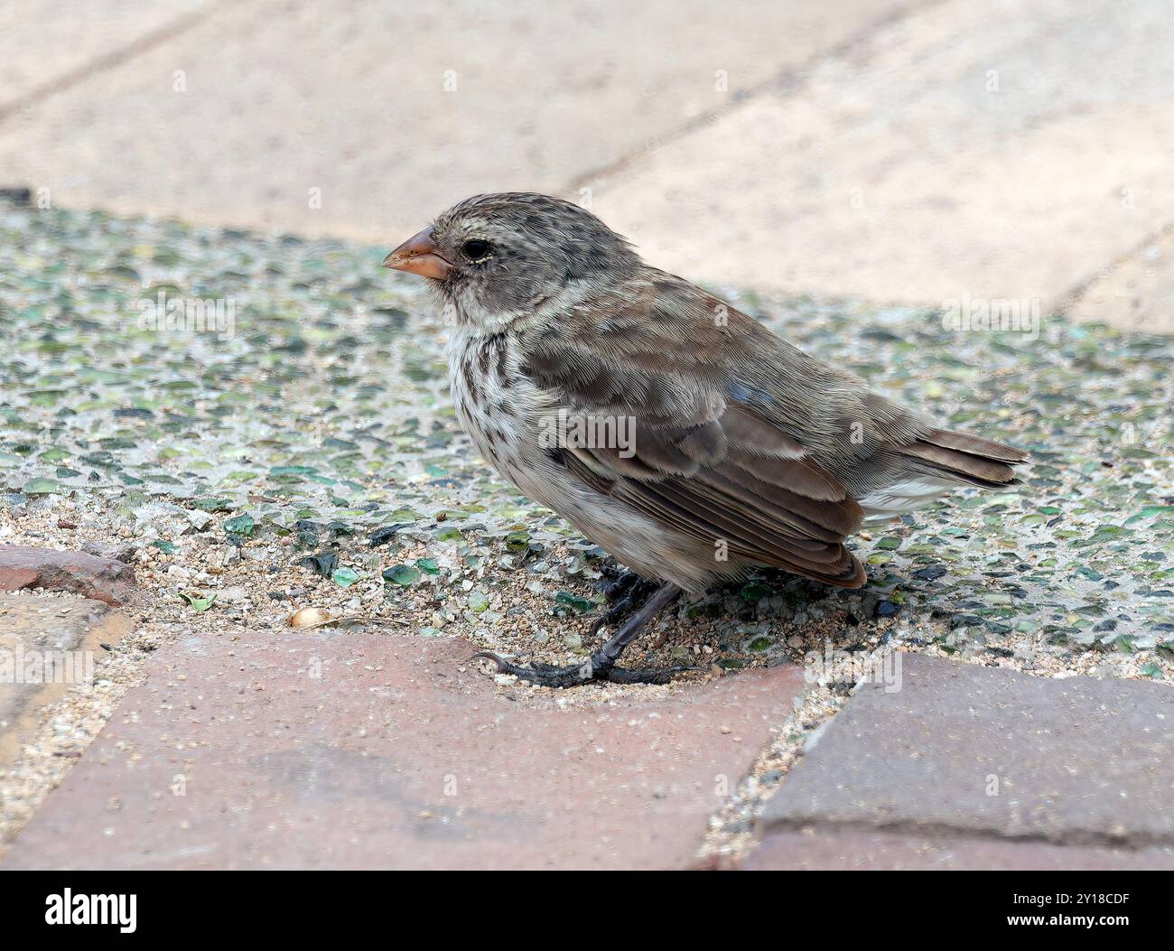 Small Ground Small ground finch, Géospize fuligineux, Geospiza fuliginosa, kis ...