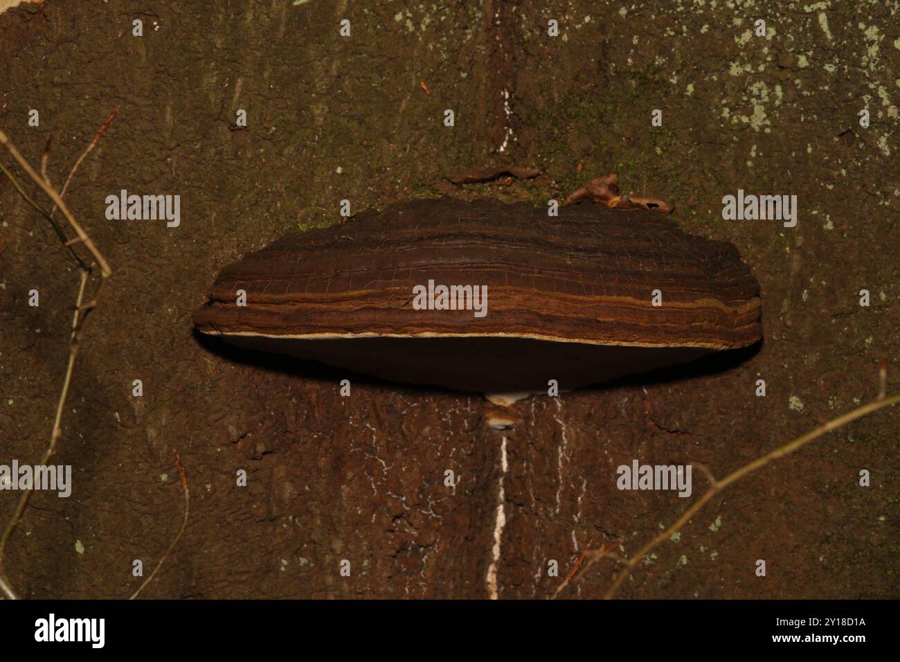 artist's bracket (Ganoderma applanatum) Fungi Stock Photo - Alamy