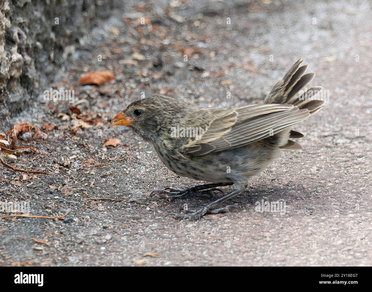 Small Ground Small ground finch, Géospize fuligineux, Geospiza fuliginosa, kis ...