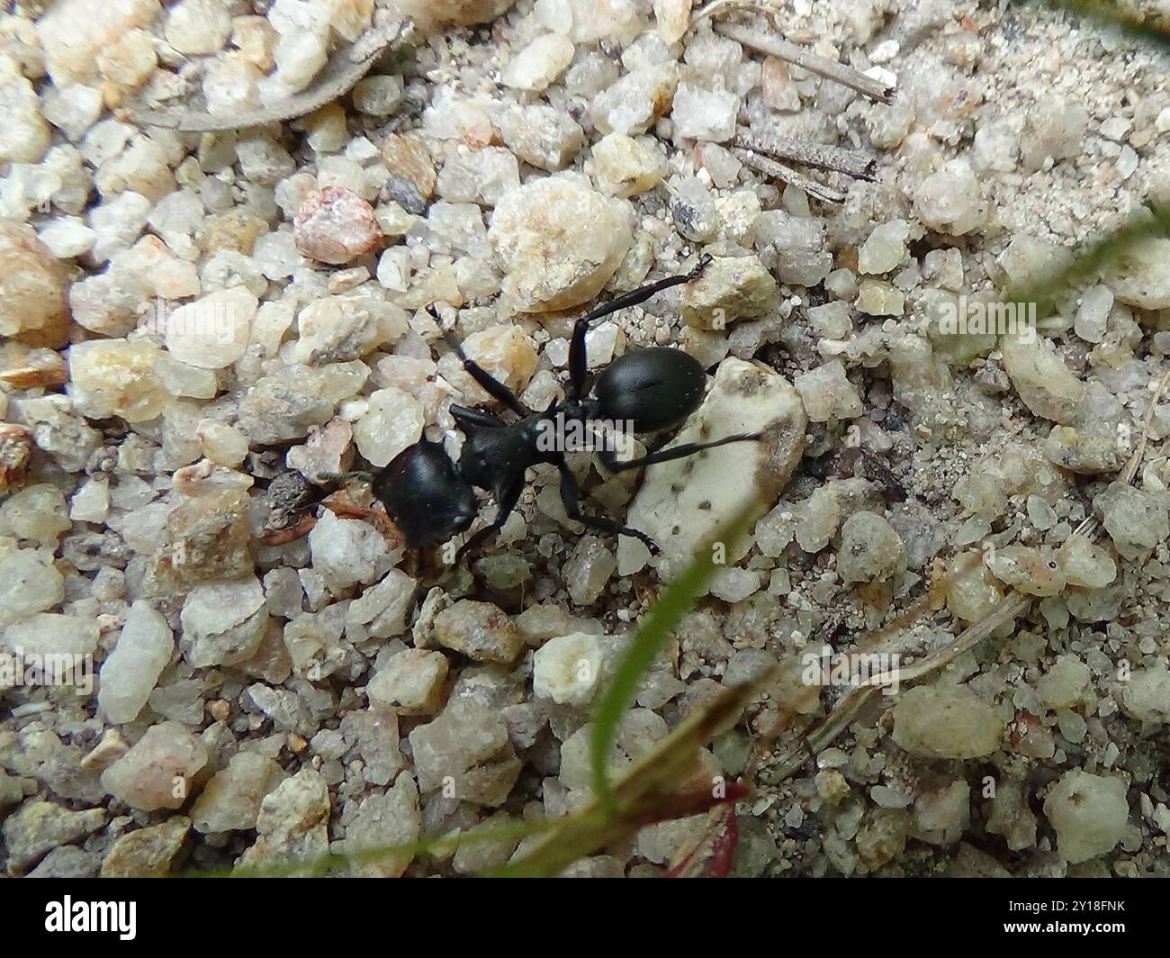 Giant Turtle Ants (Cephalotes atratus) Insecta Stock Photo - Alamy