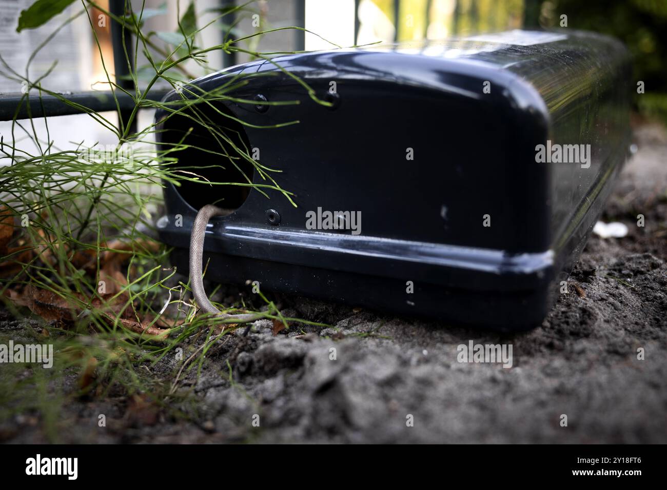 DEN HAAG - A dead rat in a decoy box in the Van der Vennepark ...