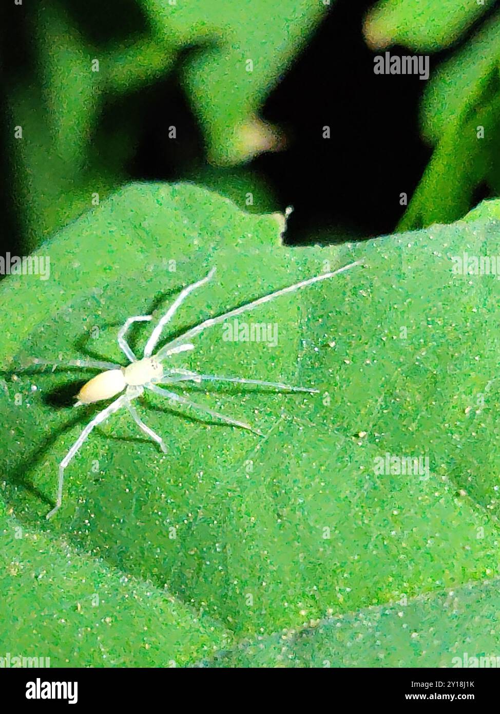 (Wulfila) Arachnida Stock Photo