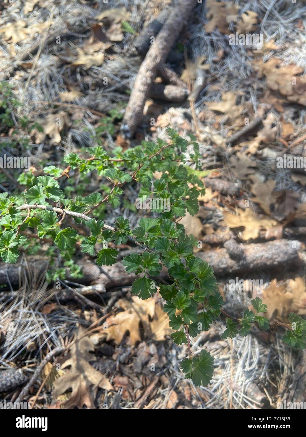 Sierra Gooseberry (Ribes roezlii) Plantae Stock Photo - Alamy