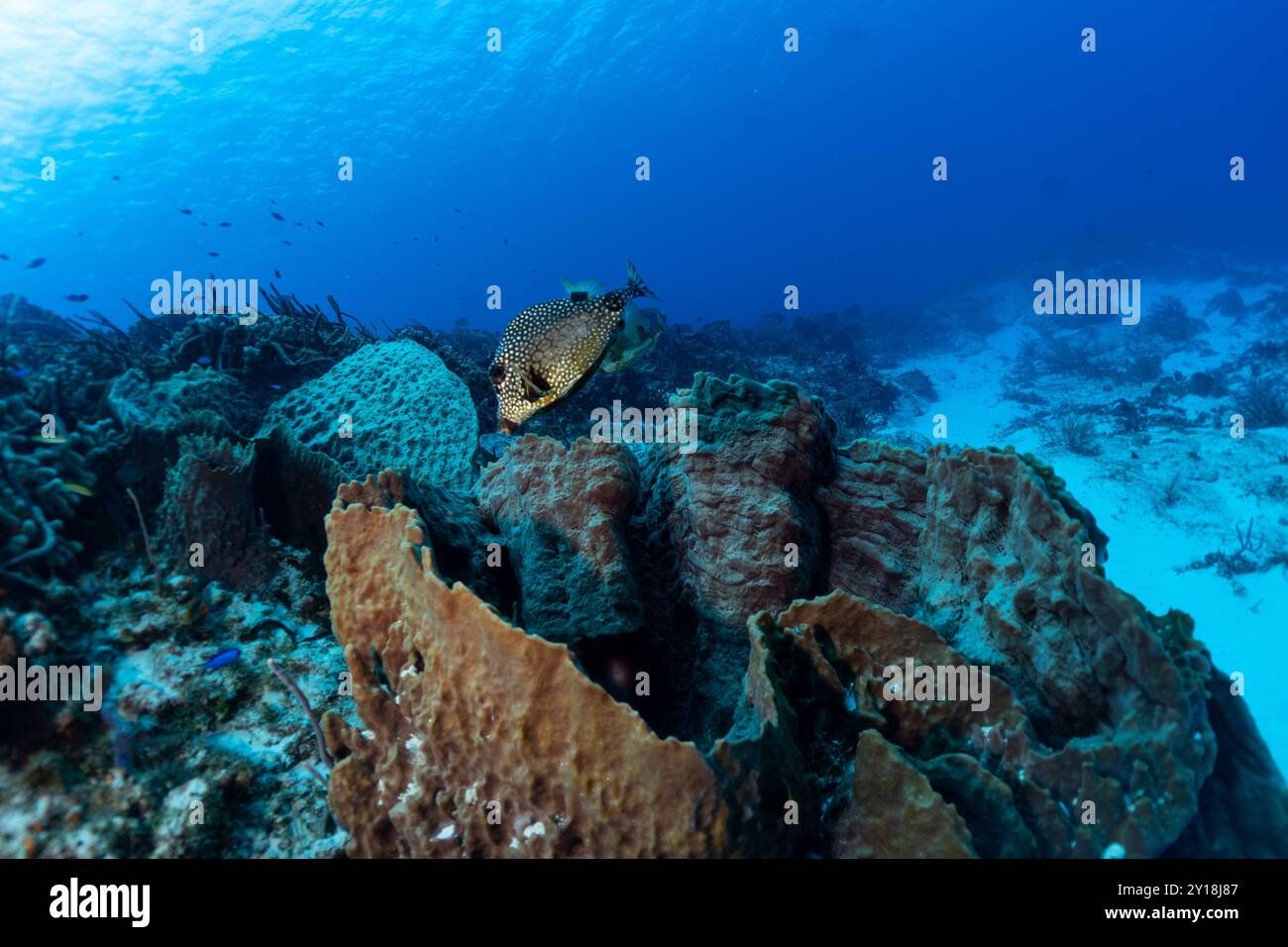 Cozumel Scuba Diving Stock Photo