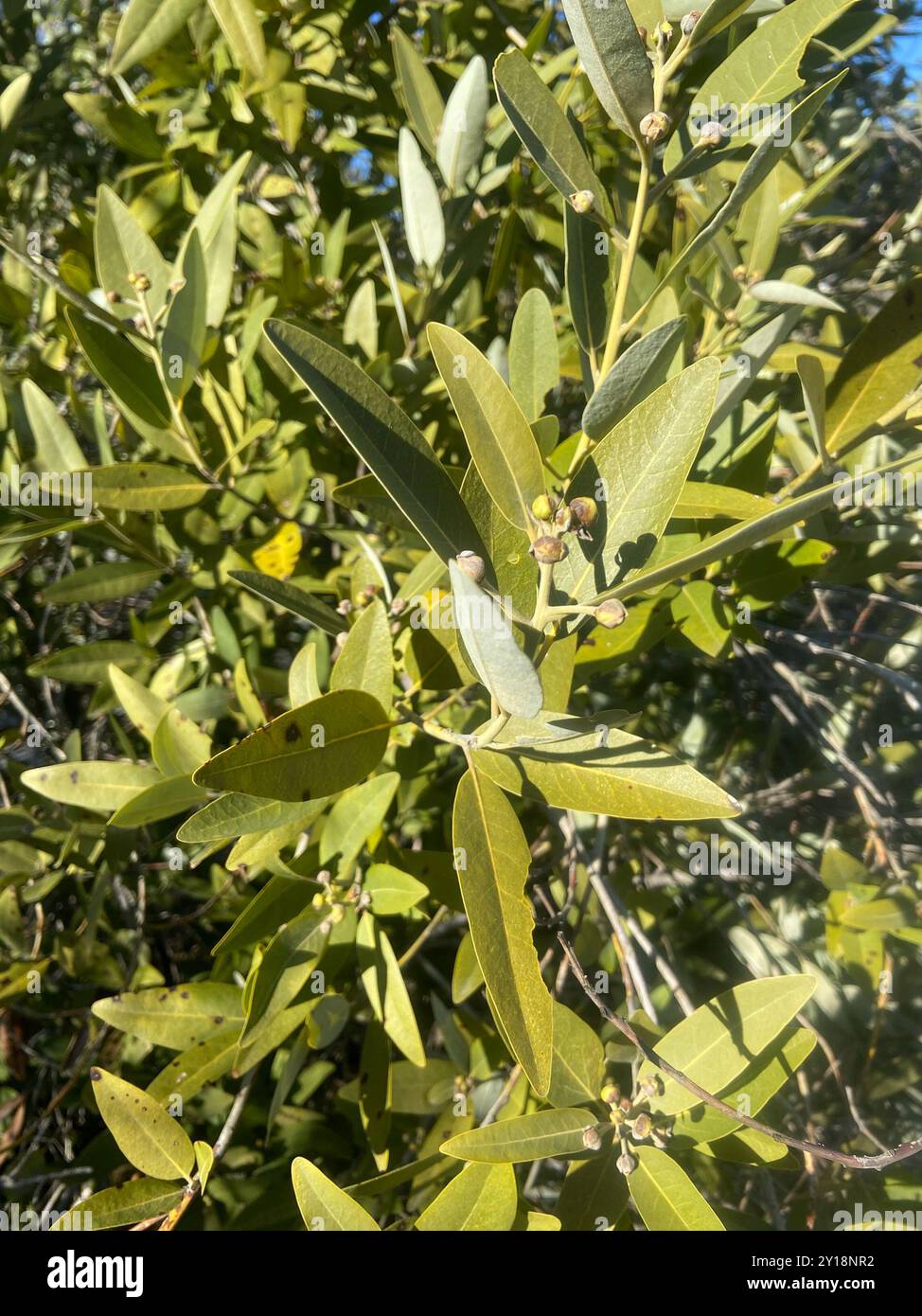 California bay (Umbellularia californica) Plantae Stock Photo - Alamy