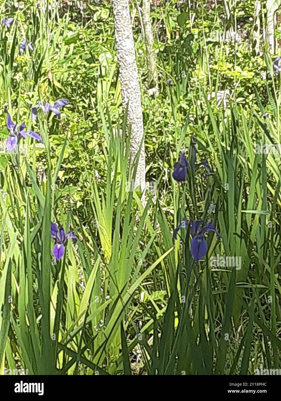 Common Beardless Irises (Limniris) Plantae Stock Photo