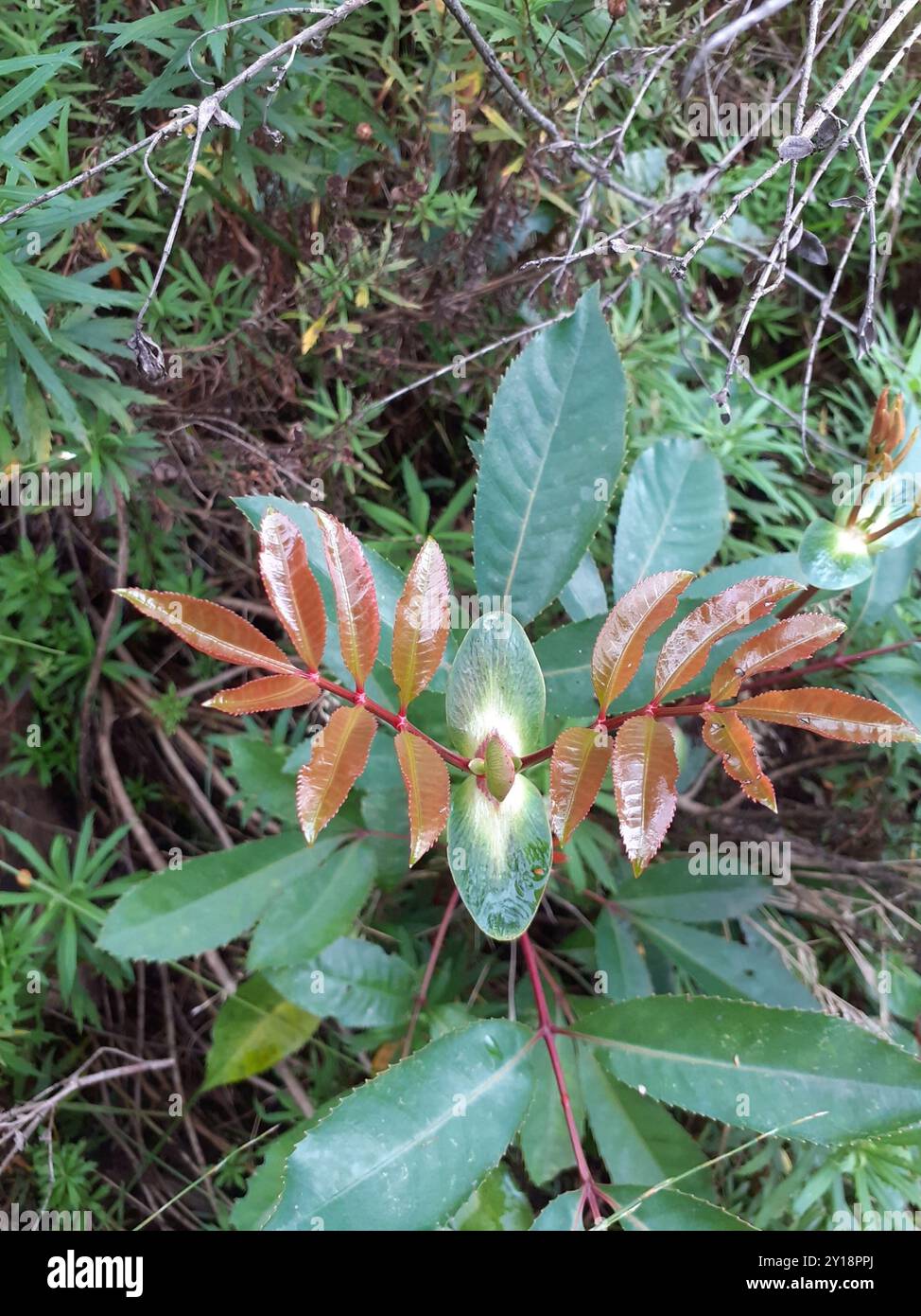 butterspoon tree (Cunonia capensis) Plantae Stock Photo - Alamy