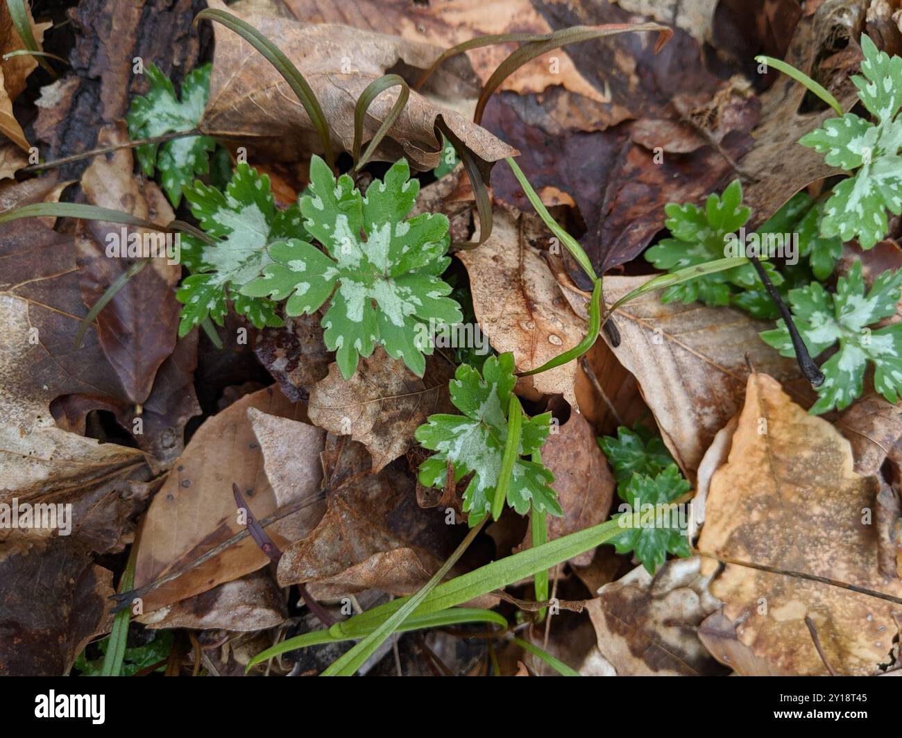 Broad-leaf Waterleaf (Hydrophyllum canadense) Plantae Stock Photo - Alamy