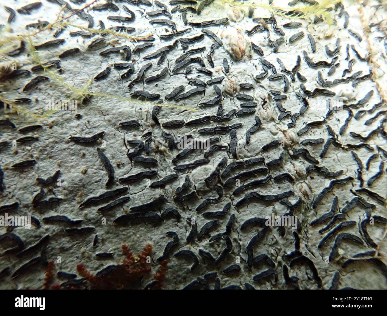 Script Lichen Common Script Lichen (Graphis scripta) Fungi Stock Photo - Alamy