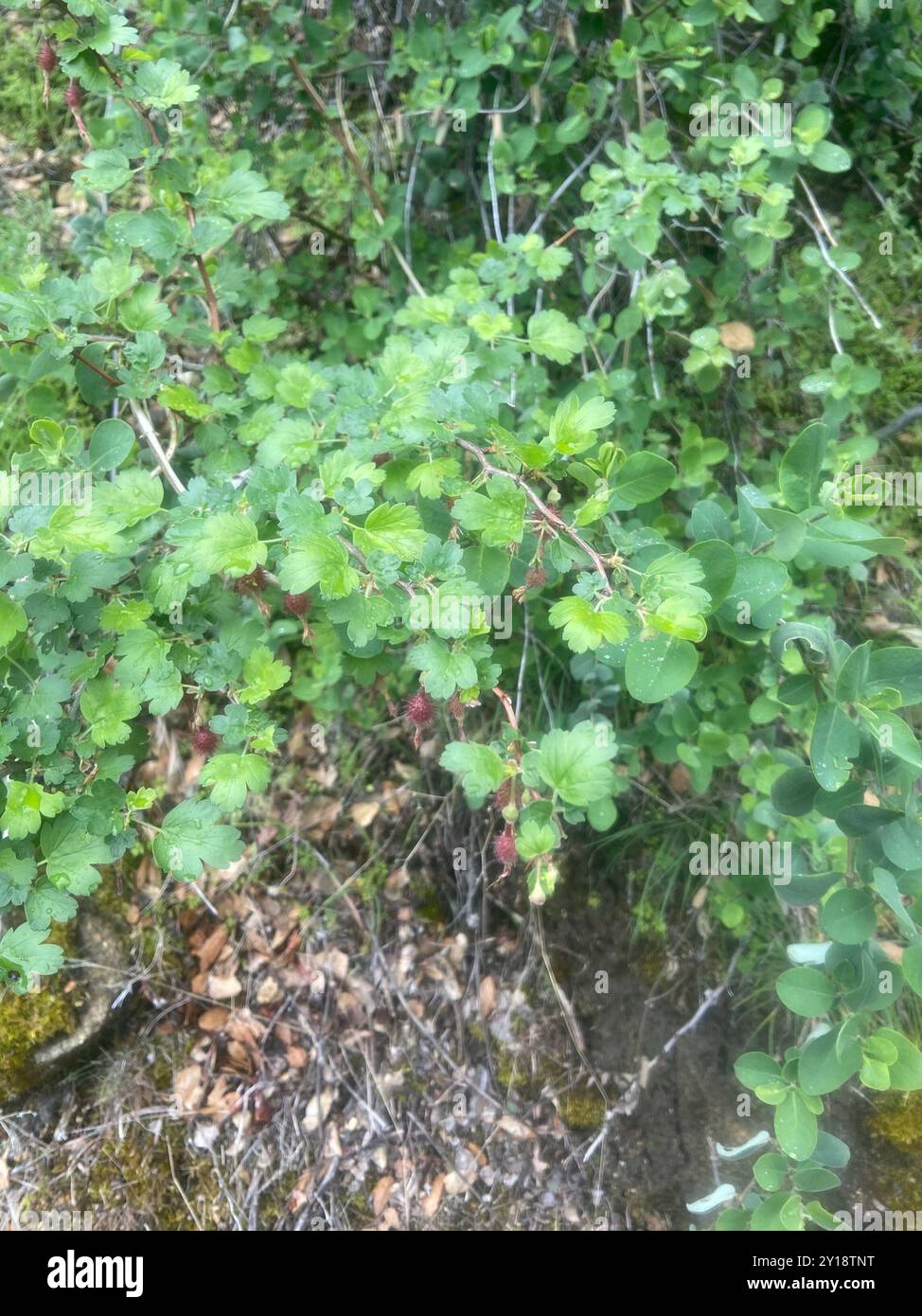 Sierra Gooseberry (Ribes roezlii) Plantae Stock Photo - Alamy