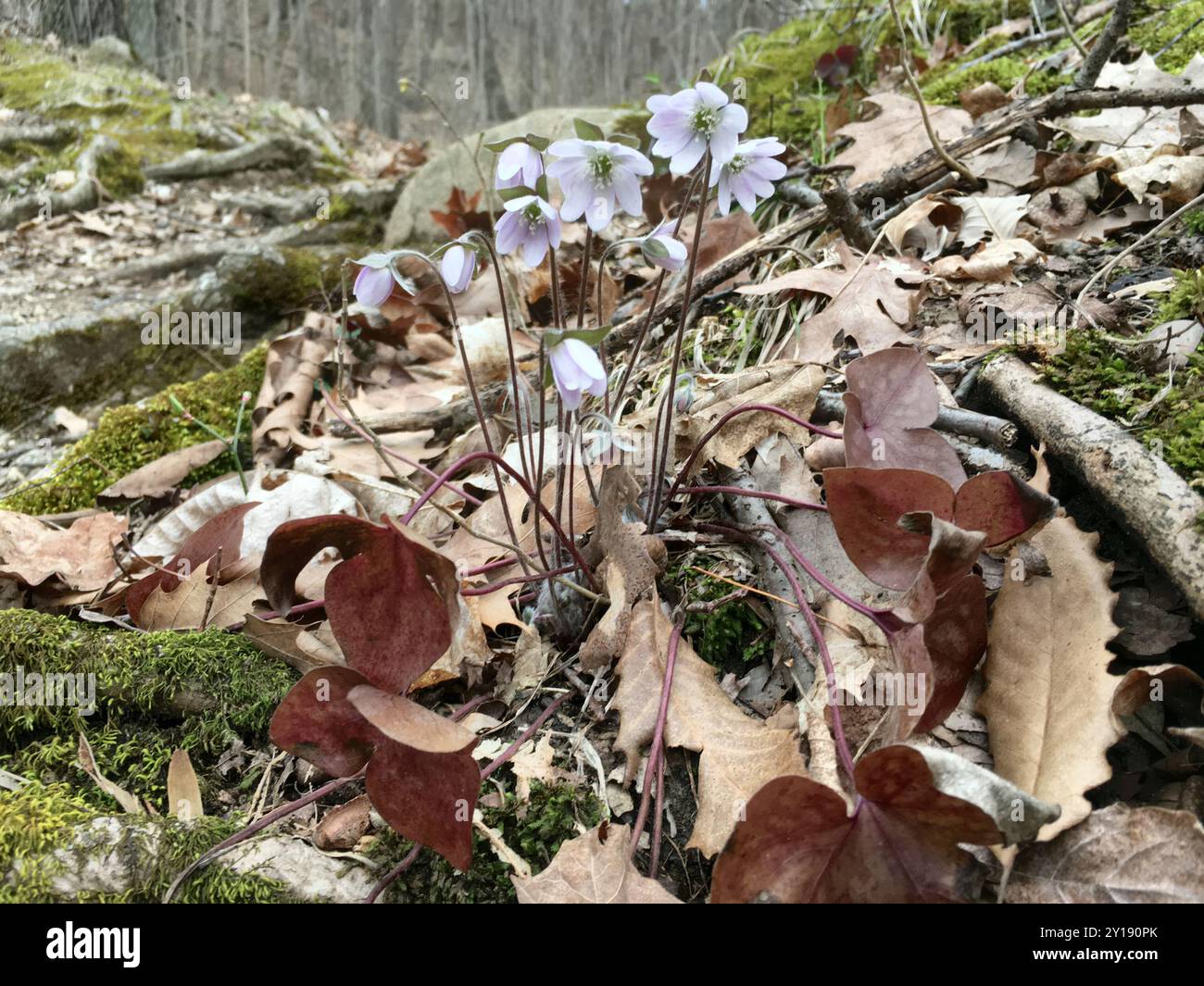 sharp-lobed hepatica (Hepatica acutiloba) Plantae Stock Photo - Alamy