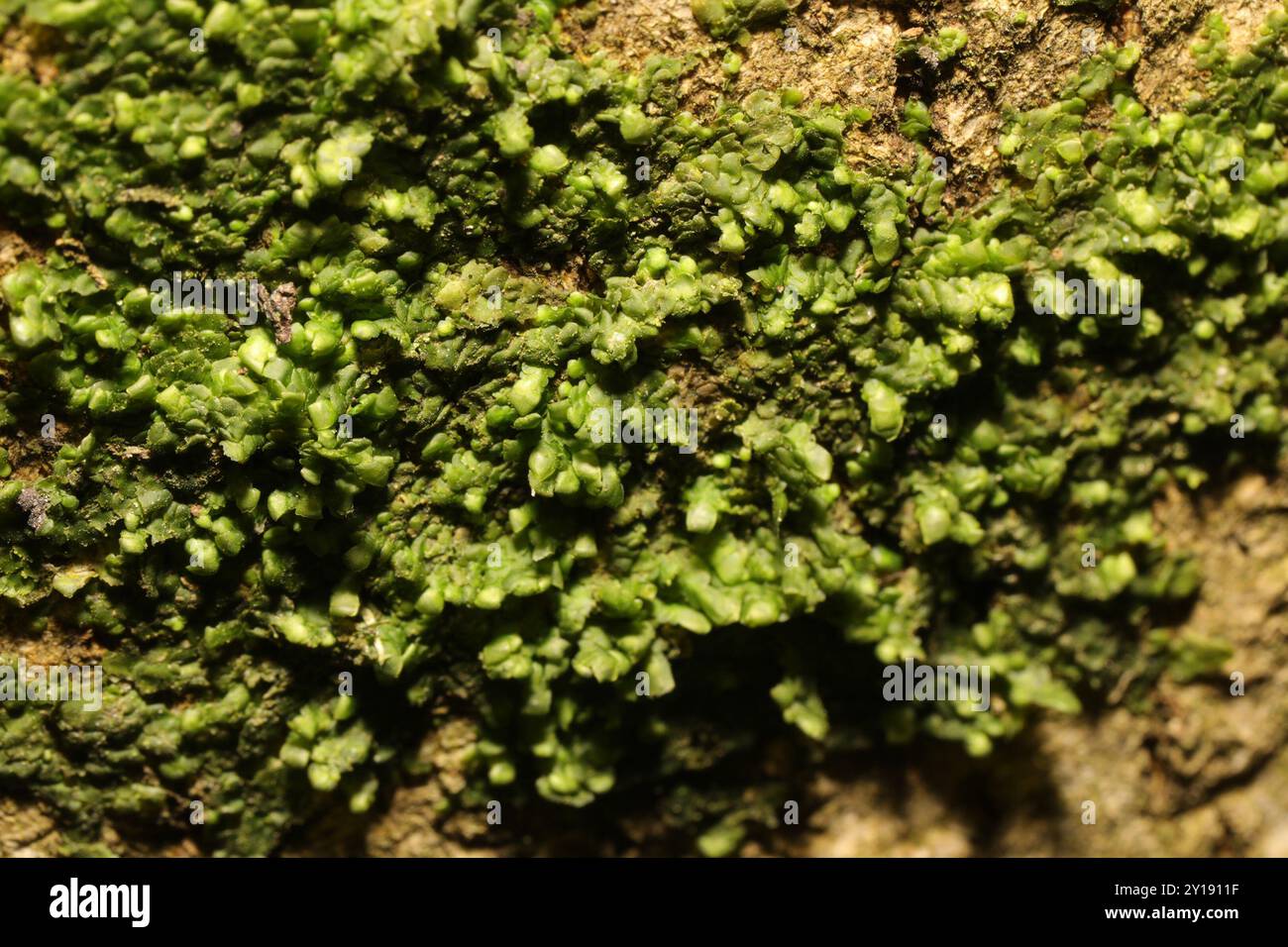 Flat-leaved Scalewort (Radula complanata) Plantae Stock Photo