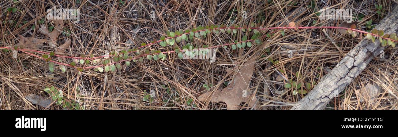 Creeping Blueberry (Vaccinium crassifolium) Plantae Stock Photo - Alamy