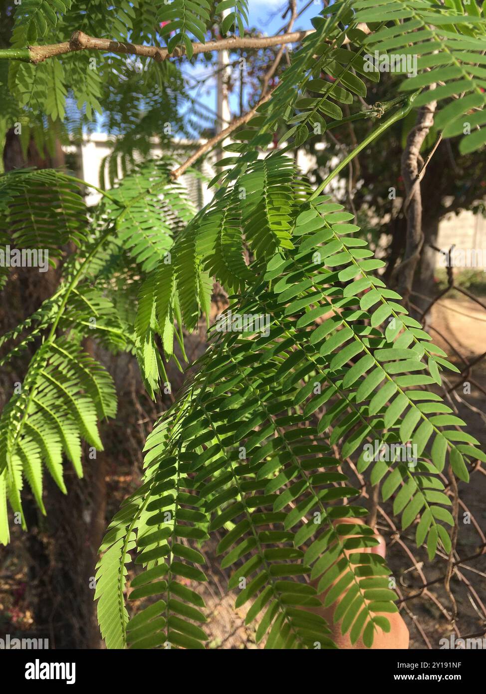 elephant ear tree (Enterolobium cyclocarpum) Plantae Stock Photo - Alamy