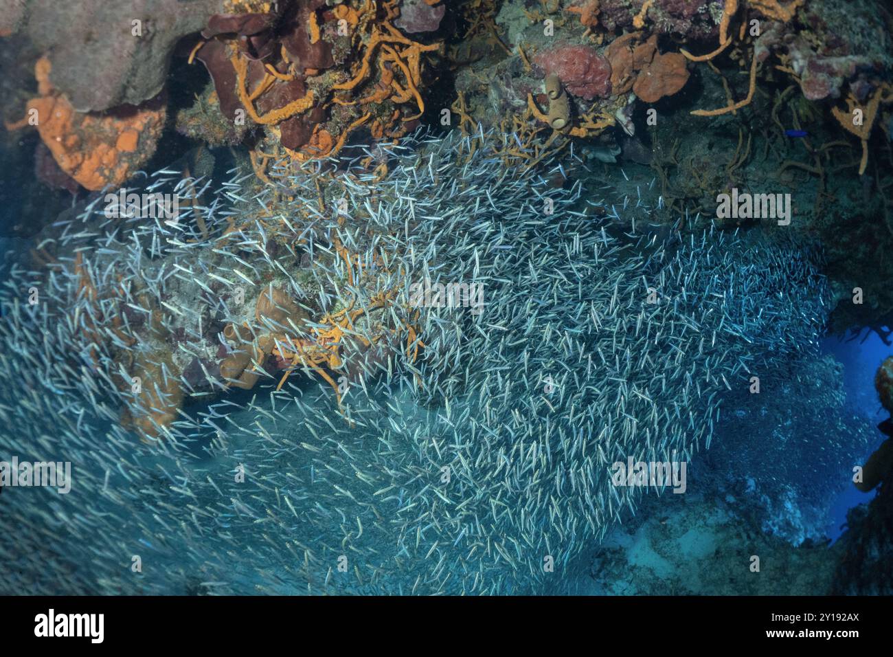 Cozumel Scuba Diving Stock Photo