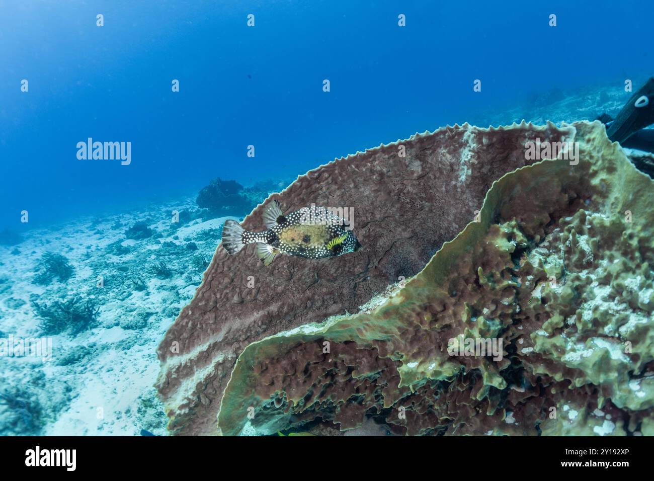 Cozumel Scuba Diving Stock Photo