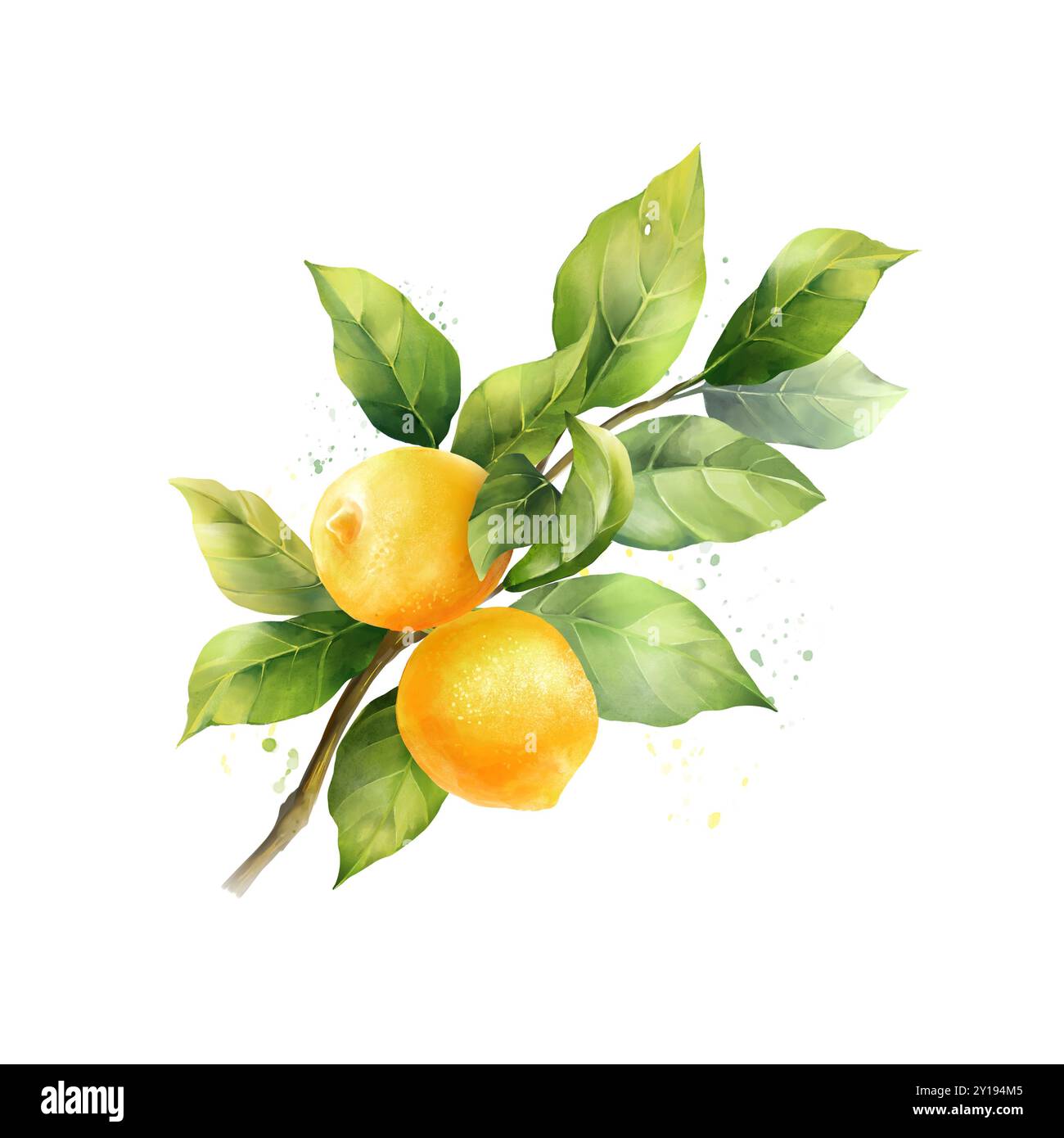 Lemons with leaves, isolated on white background. Hand drawn ...