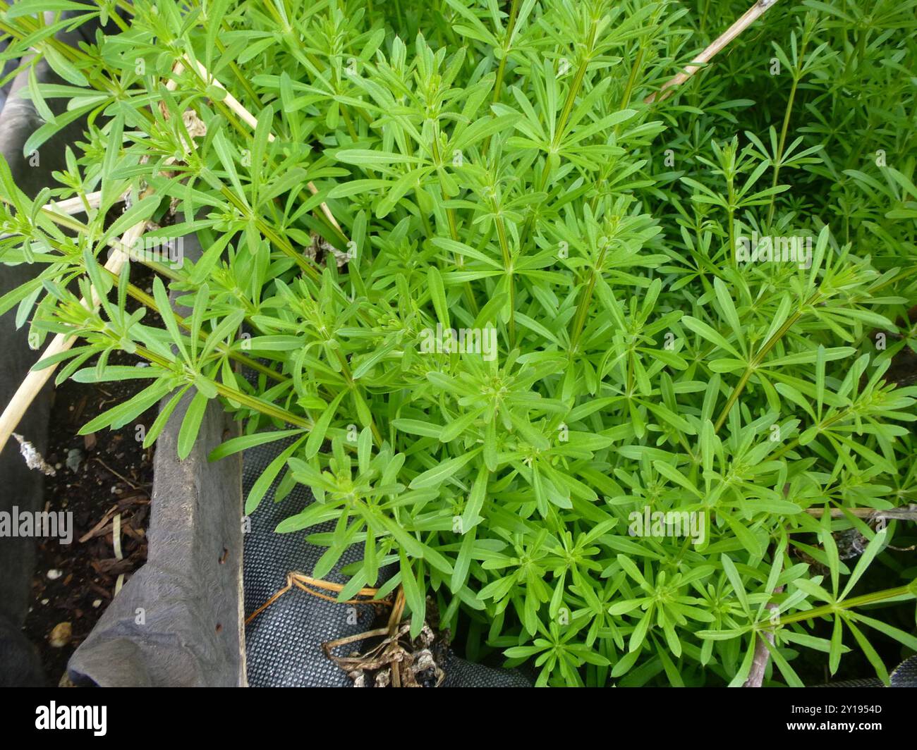 catchweed bedstraw (Galium aparine) Plantae Stock Photo - Alamy