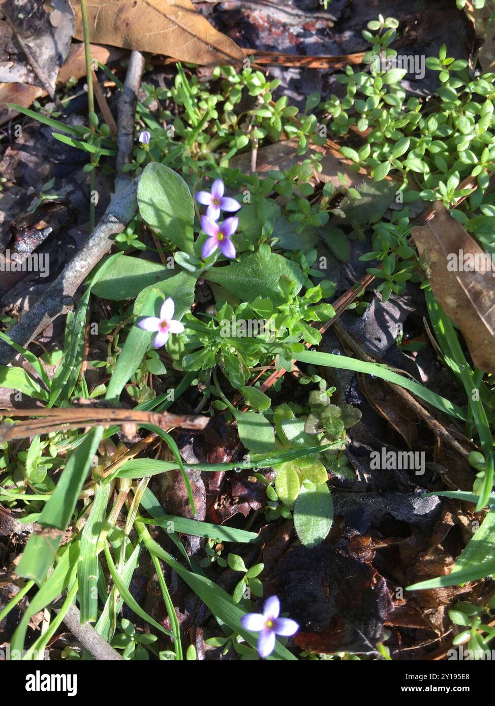 tiny bluet (Houstonia pusilla) Plantae Stock Photo - Alamy