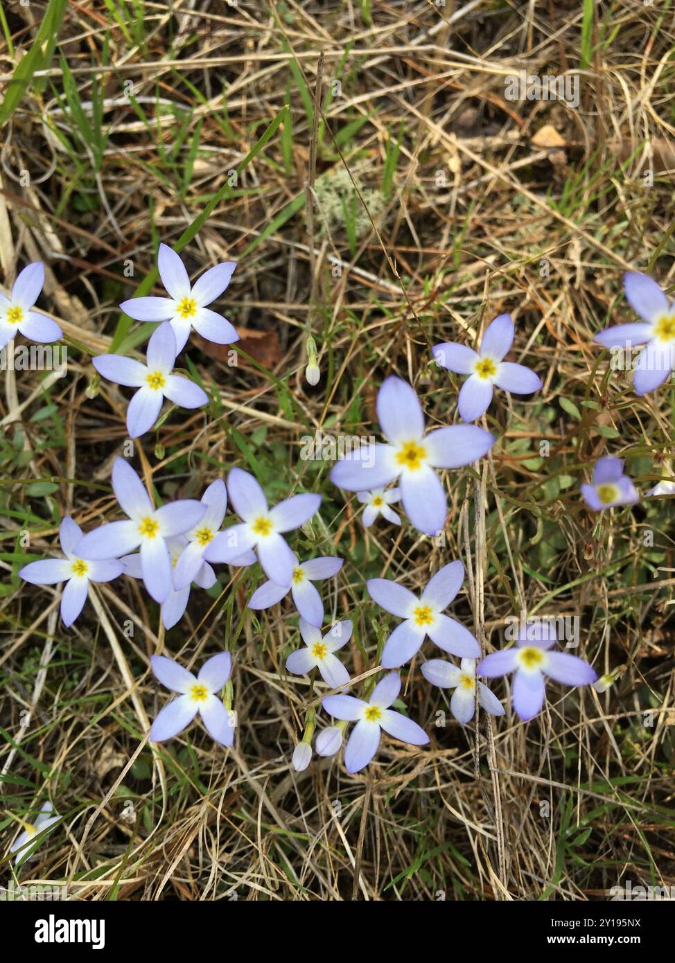 azure bluet (Houstonia caerulea) Plantae Stock Photo - Alamy