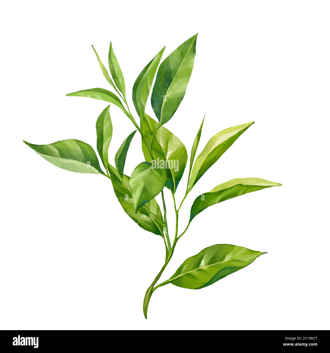 Green tea leaves illustration, isolated on white background Stock Photo ...