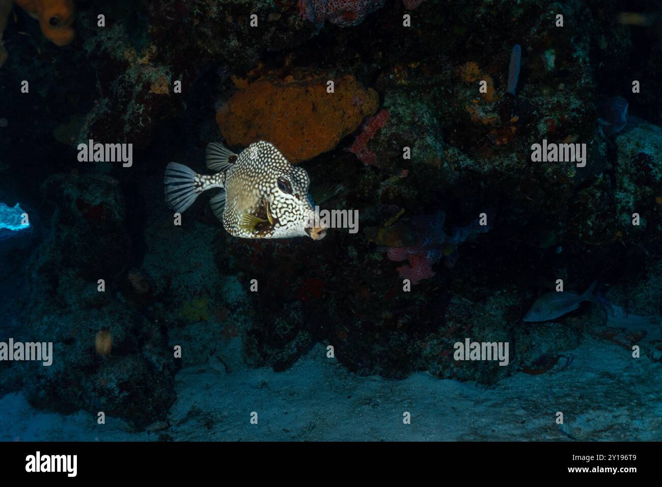 Cozumel Scuba Diving Stock Photo