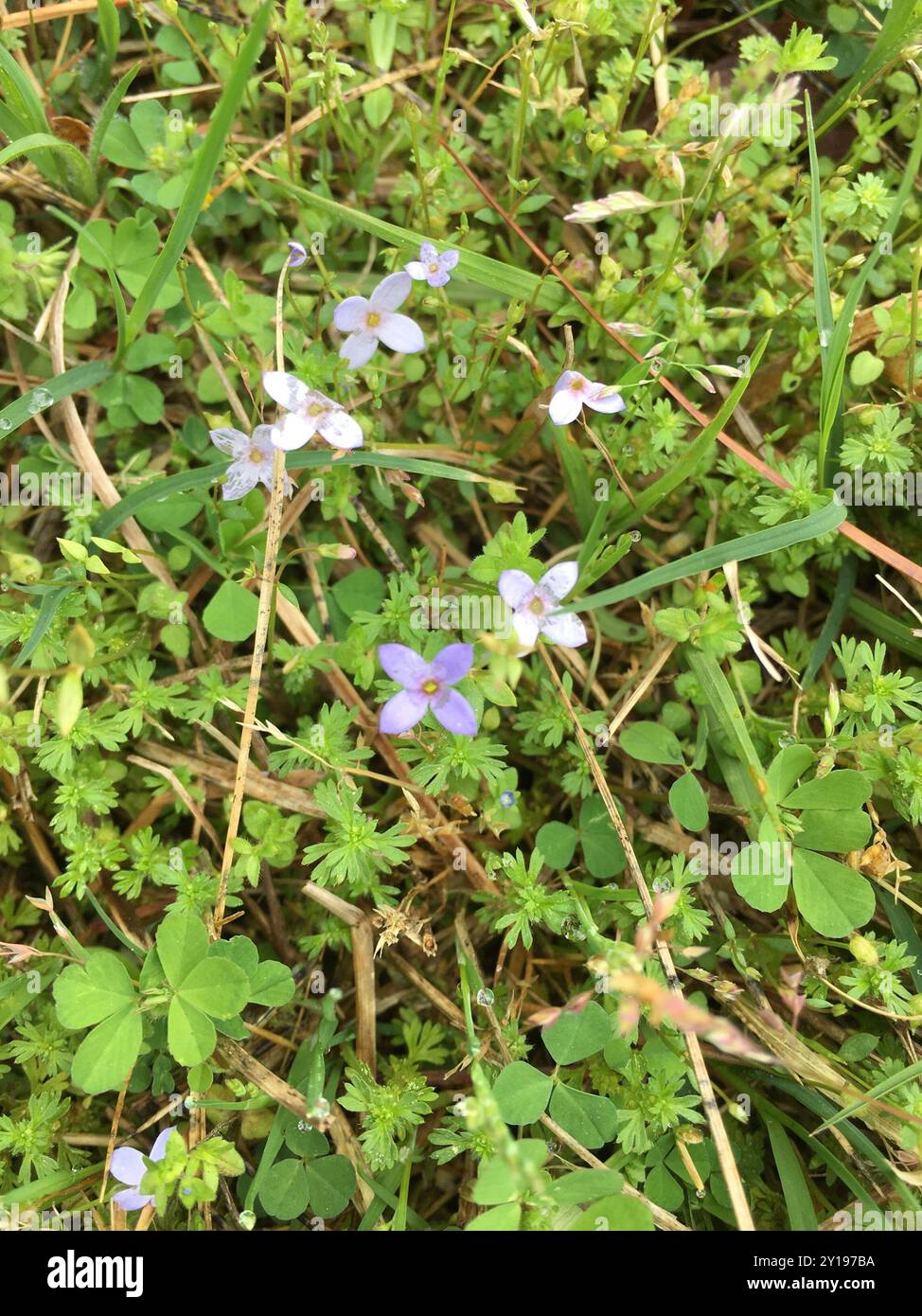 tiny bluet (Houstonia pusilla) Plantae Stock Photo - Alamy