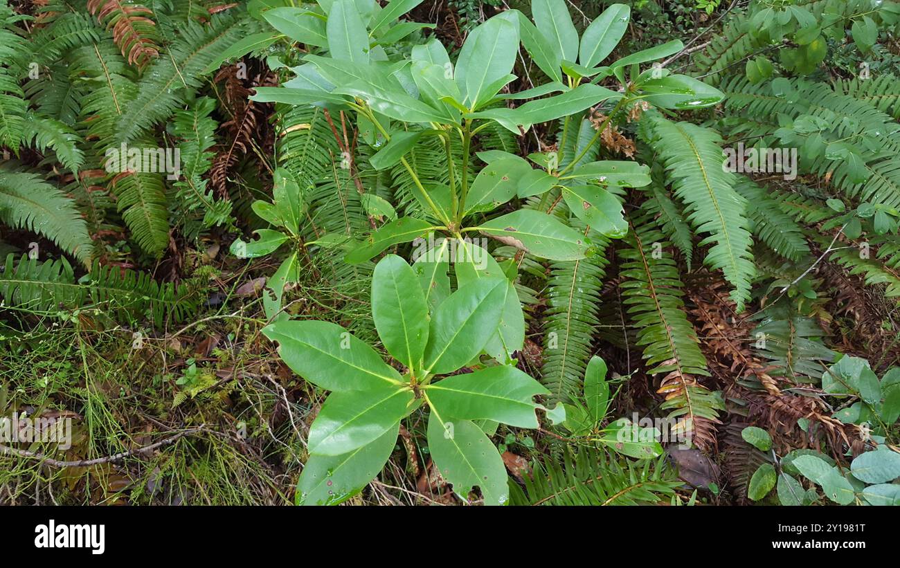 Pacific rhododendron (Rhododendron macrophyllum) Plantae Stock Photo ...